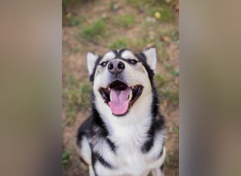 Chip-Nr. 245725 - der hübsche Husky-Mix Rüde möchte mit seinen Menschen tolle Abenteuer erleben