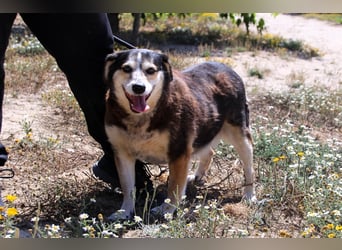 Tsuki, Mix Schäferhund / Berner Senne / Collie , lieb und verträglich