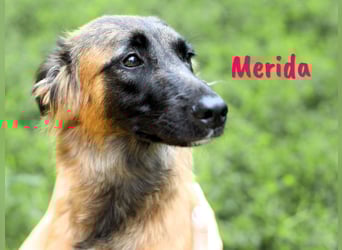 Merida geb. 04/2024 - neugierige, verschmuste traumhaft hübsche Junghündin!
