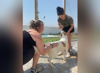 LEEBA - Ein Herz auf vier Pfoten sucht ihr Zuhause Zuhause oder Pflegestelle zum 06.09.2025 gesucht!