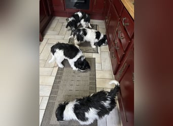 Polski Owczarek Nizinny - Polnischer Niederungs Hütehund -  PON