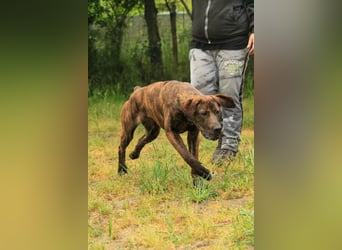 Brenda LM – freundliche Doggen-Boxer-Mix-Hündin sucht liebevolles Zuhause