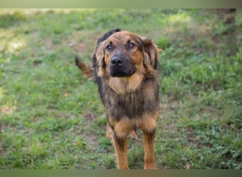 Kayce - der Irish Setter (Mischling) ist verträglich und gehorsam