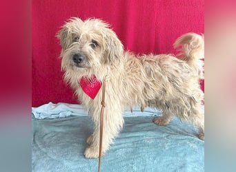 (R) ❤️ liebenswerter POMPON - 2 Jahre, 40cm/12kg - Wuschel-Mix