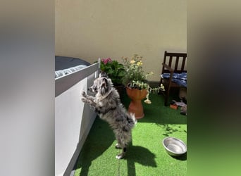 Lio – kleiner Spitz mit großem Herzen sucht ein liebevolles Zuhause