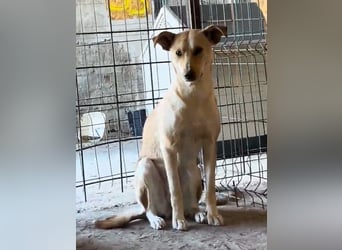 HOPE, Hündin, 2 Jahre, 55 cm, Mischling, Tierschutz