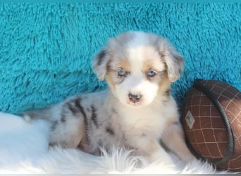 Super schöne Miniature Australian Shepherd Schmusebärchen aus liebevoller Hausaufzucht .