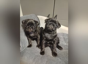 Mops welpen ab sofort Abgabe bereit.