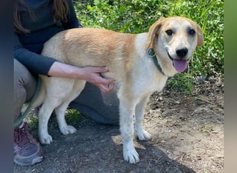 Betty, Labrador Mischling