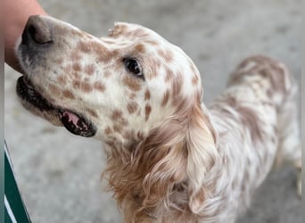Hercules - Ein Setter mit Geschichte und großem Herzen