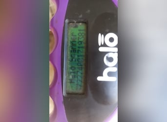 Barry2 PP – junger Malteser-Rüde sucht liebevolles Zuhause