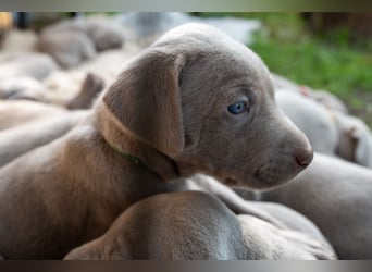 Weimaraner-Mix Welpen aus liebevoller Verpaarung – 12 kleine Wunder suchen ihr Zuhause