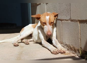 Sanfte JARA sucht ein Zuhause in dem sie zur Ruhe kommen darf