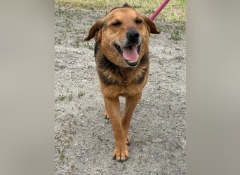 Tobi, geboren 01.04.2020, 40cm sucht sein Körbchen