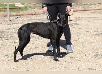 GUILIA-zarte Galga mit großer Seele sucht Geborgenheit in einem liebevollen Zuhause