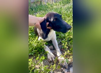 Sanfter und entspannter Junghund PEPPO sucht eine Familie!