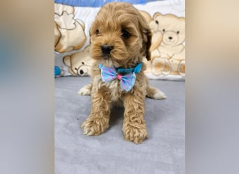 Schöne Cockapoo-Welpen