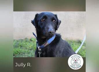 Jully R.: Blühendes Leben auf 4 Pfoten