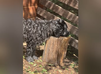 Labradoodle Ich bin der letzte aus diesem Wurf