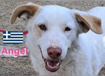 Angel,geb.04/23,ruhige,menschenbezogene Hündin sucht ihre Familie