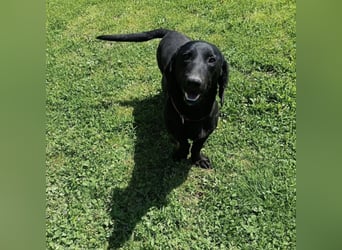 Kerlchen-Blacky ein absoluter Schatz