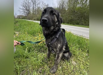 Monty braucht Liebe