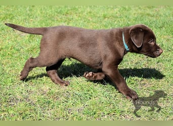 Acht reinrassige Labrador Welpen auf dem Weg in ihr neues Leben...