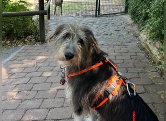 MIKA (Vermittlungshilfe) - derzeitiger Wohnort in 63303 Dreiech