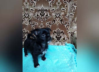 Chihuahua Welpen verkaufen