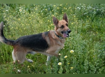 Tilo (Spanien) – ein liebevoller Vagabund auf vier Pfoten