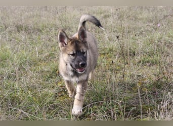 Eurasier - A. Malamute Hybrid-Welpe: Hündin, Name: Ajuma