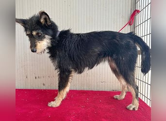 ❤️ süßes Pinsel-Öhrchen LEDI - 2 Jahre, 40cm/12kg - Schnauzer-Mix ❤️