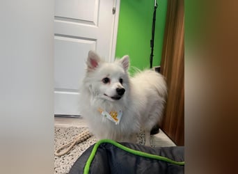 Louie SR – Ein kleiner Spitz mit großem Herz sucht sein Zuhause