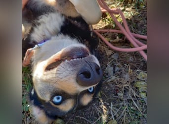 Tolle Husky-Mischlingshündin „Dorothea“, ca. 2022 geboren