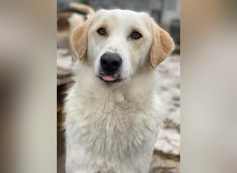 Nami, geb. ca. 12/2019, lebt in GRIECHENLAND, im städt. Tierheim Serres
