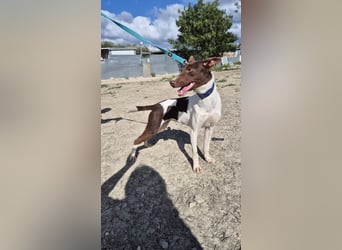 Cookie, Katzenverträglichkeit und lieb