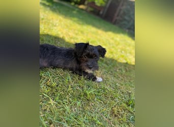 Zwei süße Hundewelpen suchen noch ein liebevolles Zuhause!