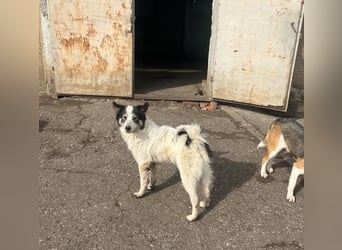Ajuna, Husky-Collie Mix, verjagt und sich selbst überlassen