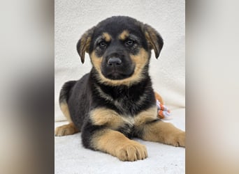 Noel, einer von 7 zauberhaften Hundewelpen die Familie suchen