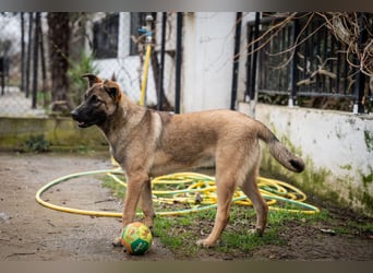 Nala - sportlich und freundlich