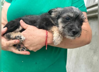 Suzy, geboren 01.05.2025, 20cm sucht ihre Chance
