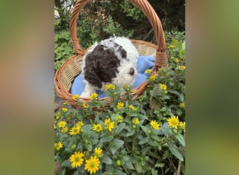 Lagotto Romagnolo / Wasserhund/ Trüffel Suchhund