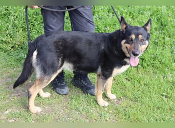 Nana, Mix Schäferhund / Collie, lieb und sozial