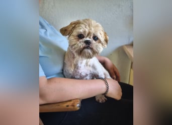 Shih Tzu Fan`s aufgepasst: der katzenverträgliche LEO wartet in Kamp-Lintfort auf DICH!  MIT VIDEO!