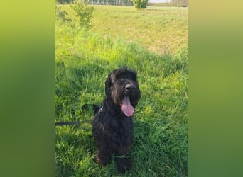Jacky VI – Lebensfroher Riesenschnauzer sucht aktives Zuhause