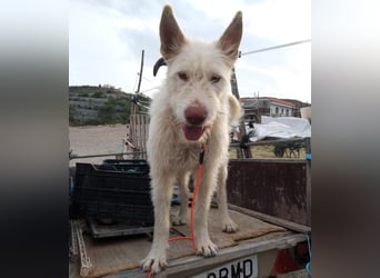 Snowie 08/2023 (ESP Pflegestelle) - aufgeschlossener und neugieriger Podenco Campanero!