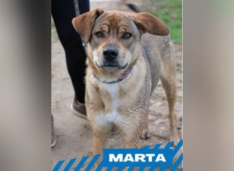 Marta - weiblich, kastriert - Hundepension in Kostenets