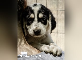 Millie, Marla, Mona und Monja (reserv.) suchen ab Mitte September ein Zuhause