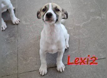 Lexi2 geb. 04/2025 (GRC) - verspielte, zuckersüße kleine Welpin!