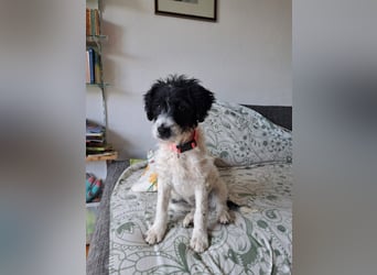 Welpenmädchen Herra sucht ein Zuhause ❤️